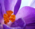 /album/makro/krokus-jpg/